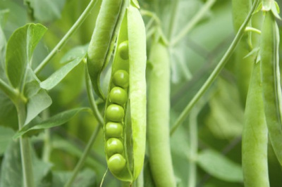 Семена гороха Бинго F1 : 10шт Syngenta