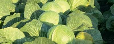 Семена капусты белокочанной Гальватрон F1 : 15 шт. Seminis