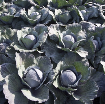 Семена капусты краснокочанной Ресима F1 : 10шт Rijk Zwaan