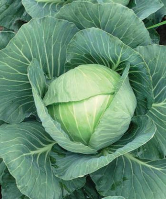Семена капусты белокочанной Грин Флэш F1 : 15 шт. Seminis