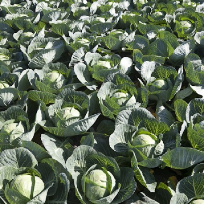 Семена капусты белокочанной Марчелло F1 : 20шт Rijk Zwaan