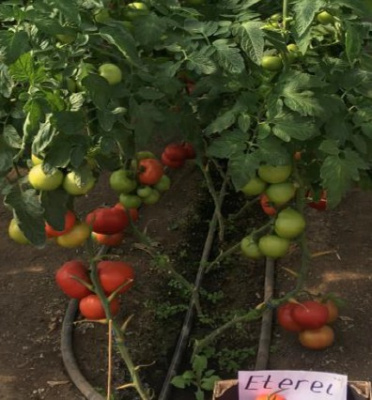 Семена томата Этери F1 : 5шт Seminis