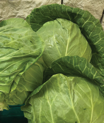 Семена капусты белокочанной Рапидион F1 : 15 шт. Seminis