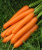 Семена моркови Карвора F1 : 200 шт. Seminis