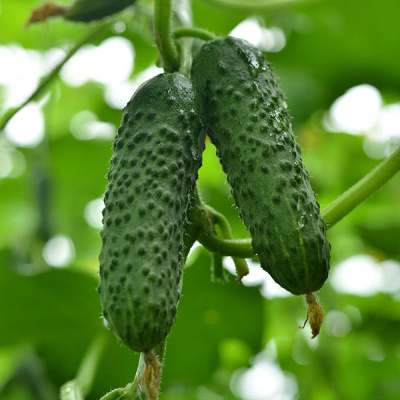 Семена огурца Герман F1 : 5 шт. Seminis