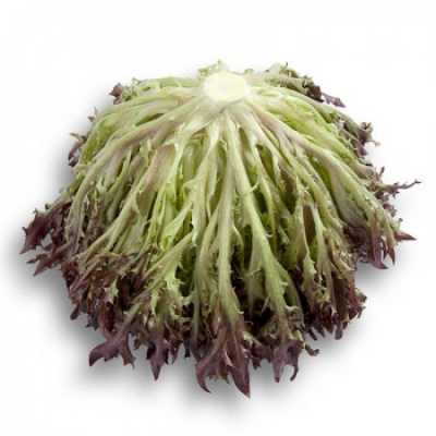 Семена салата Винтекс : 25шт Rijk Zwaan