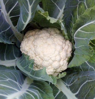 Семена капусты цветной Кул F1 : 20шт Syngenta