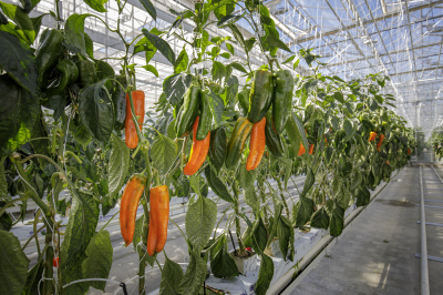 Семена перца сладкого Палермо Обедиус F1: 3шт