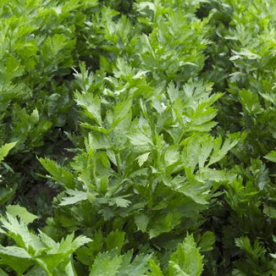 Семена сельдерея черешкового Артур : 20шт Rijk Zwaan