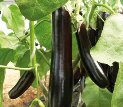 Семена баклажана Валентина F1: 5 шт. Seminis