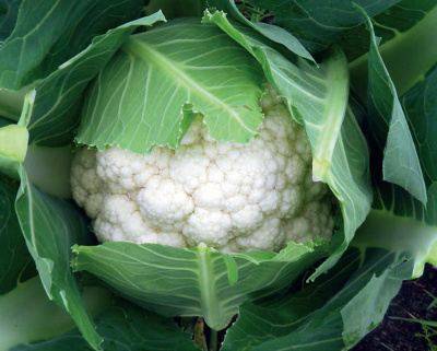 Семена капусты цветной Абени F1 : 15 шт. Seminis