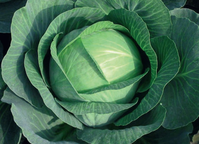 Семена капусты белокочанной Атрия F1 : 15 шт. Seminis