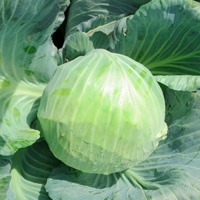 Семена капусты белокочанной Боликор F1 : 20шт Syngenta