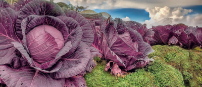 Семена капусты краснокочанной Ред Династи F1 : 15 шт. Seminis