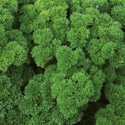 Семена петрушки Вега 1 гр. ENZA ZADEN