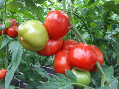 Семена томата Рестлер F1 : 5шт Seminis