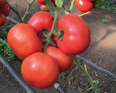 Семена томата Рестлер F1 : 5шт Seminis