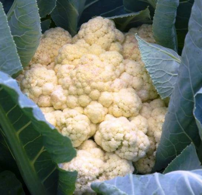 Семена капусты цветной Спейс Стар F1 : 20шт Syngenta