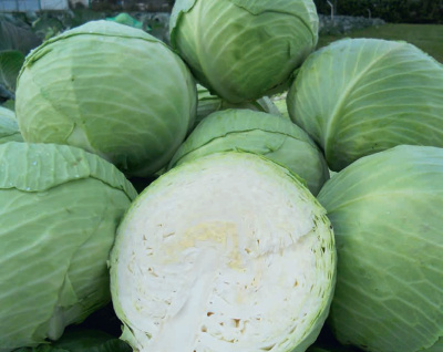 Семена капусты белокочанной Ферро F1 : 15 шт. Seminis