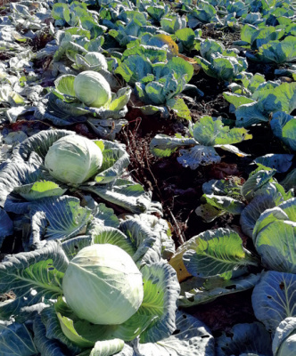 Семена капусты белокочанной Ларсия F1 : 15 шт. Seminis