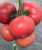 Семена томата Пинк Айди F1 : 5шт Seminis
