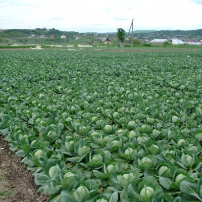 Семена капусты белокочанной Адема F1 : 20шт Rijk Zwaan