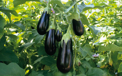 Семена баклажана Эпик F1: 5 шт. Seminis