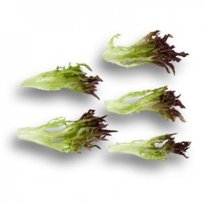 Семена салата Винтекс : 25шт Rijk Zwaan